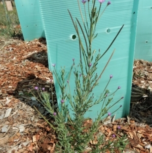 Epilobium billardiereanum subsp. cinereum at Cook, ACT - 29 Nov 2018 03:30 PM