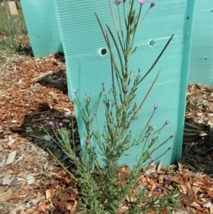 Epilobium billardiereanum subsp. cinereum at Cook, ACT - 29 Nov 2018