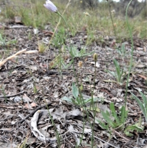 Wahlenbergia luteola at Cook, ACT - 5 Dec 2018