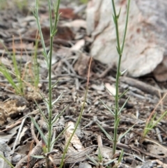 Wahlenbergia luteola at Cook, ACT - 5 Dec 2018 04:01 PM