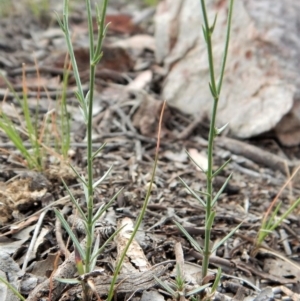 Wahlenbergia luteola at Cook, ACT - 5 Dec 2018