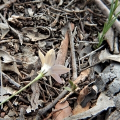 Wahlenbergia luteola at Cook, ACT - 5 Dec 2018 04:01 PM