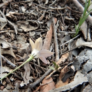 Wahlenbergia luteola at Cook, ACT - 5 Dec 2018 04:01 PM