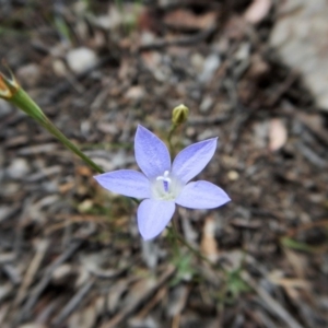 Wahlenbergia luteola at Cook, ACT - 5 Dec 2018