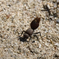 Ephutomorpha sp. (genus) (Mutillid wasp or Velvet ant) at Gigerline Nature Reserve - 20 Jan 2019 by GraemeM