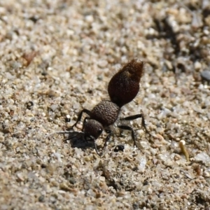 Ephutomorpha sp. (genus) at Gigerline Nature Reserve - 21 Jan 2019