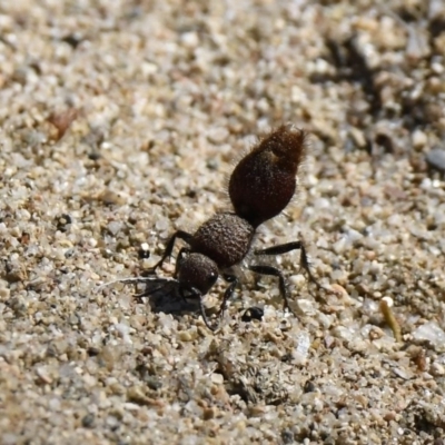 Ephutomorpha sp. (genus) (Mutillid wasp or Velvet ant) at Gigerline Nature Reserve - 20 Jan 2019 by GraemeM