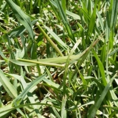 Acrida conica (Giant green slantface) at Nicholls, ACT - 19 Jan 2019 by EmmaCook