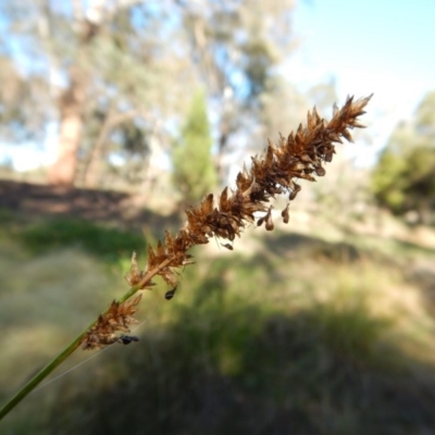 Carex appressa (Tall Sedge) at Cook, ACT - 31 Dec 2018 by CathB