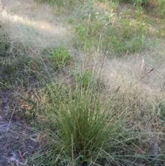 Carex appressa at Cook, ACT - 1 Jan 2019