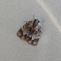 Spectrotrota fimbrialis (A Pyralid moth) at Kambah, ACT - 20 Jan 2019 by MatthewFrawley