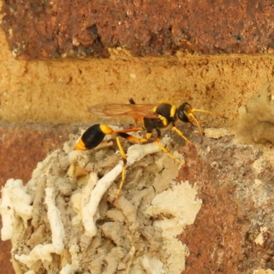 Sceliphron laetum (Common mud dauber wasp) at Kambah, ACT - 21 Jan 2019 by MatthewFrawley