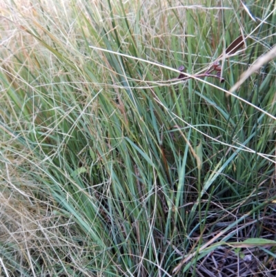 Amphibromus sp. (Swamp Wallaby Grass) at Cook, ACT - 22 Jan 2019 by CathB