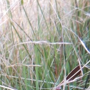 Amphibromus sp. at Cook, ACT - 22 Jan 2019 07:37 AM