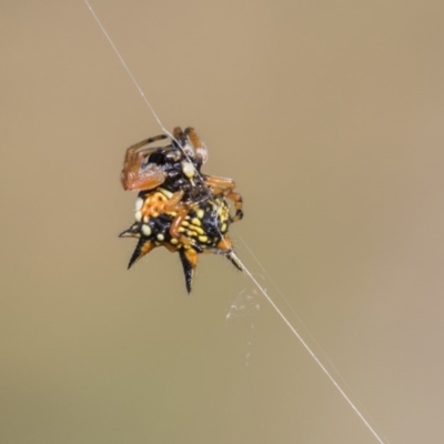 Austracantha minax (Christmas Spider, Jewel Spider) at Dunlop, ACT - 20 Jan 2019 by AlisonMilton