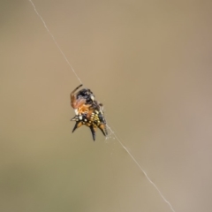 Austracantha minax at Dunlop, ACT - 20 Jan 2019