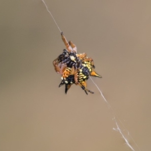 Austracantha minax at Dunlop, ACT - 20 Jan 2019 10:24 AM