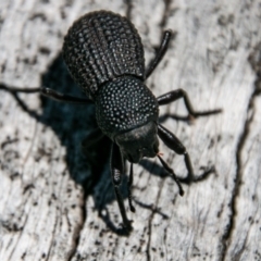 Amycterus abnormis (Ground weevil) at Namadgi National Park - 10 Jan 2019 by SWishart