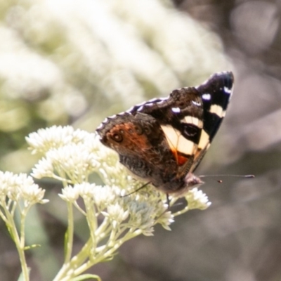 Vanessa itea (Yellow Admiral) at Mount Clear, ACT - 10 Jan 2019 by SWishart