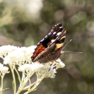 Vanessa itea at Mount Clear, ACT - 10 Jan 2019