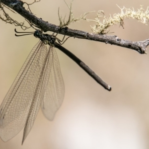 Myrmeleontidae (family) at Mount Clear, ACT - 10 Jan 2019