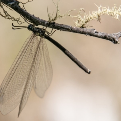 Myrmeleontidae (family) (Unidentified Antlion Lacewing) at Namadgi National Park - 10 Jan 2019 by SWishart
