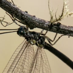 Myrmeleontidae (family) at Mount Clear, ACT - 10 Jan 2019 11:59 AM