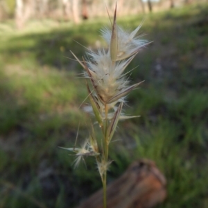 Rytidosperma sp. at Cook, ACT - 1 Jan 2019 07:45 AM