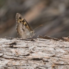 Geitoneura klugii (Marbled Xenica) at The Pinnacle - 20 Jan 2019 by Alison Milton