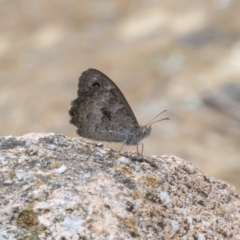 Geitoneura klugii at Dunlop, ACT - 20 Jan 2019 11:26 AM