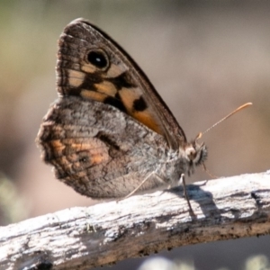 Geitoneura klugii at Mount Clear, ACT - 10 Jan 2019