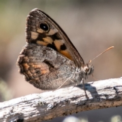 Geitoneura klugii (Marbled Xenica) at Mount Clear, ACT - 10 Jan 2019 by SWishart