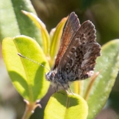 Neolucia hobartensis (Montane Heath-blue) at Mount Clear, ACT - 10 Jan 2019 by SWishart