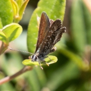 Neolucia hobartensis at Mount Clear, ACT - 10 Jan 2019