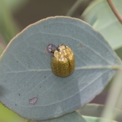 Paropsisterna cloelia (Eucalyptus variegated beetle) at The Pinnacle - 20 Jan 2019 by Alison Milton