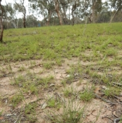 Aristida ramosa (Purple Wire Grass) at Cook, ACT - 30 Dec 2018 by CathB