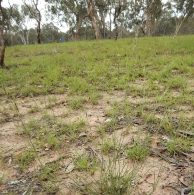 Aristida ramosa (Purple Wire Grass) at Cook, ACT - 30 Dec 2018 by CathB