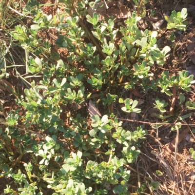 Portulaca oleracea (Munyeroo ,Pigweed, Purslane) at Hughes Garran Woodland - 20 Jan 2019 by ruthkerruish