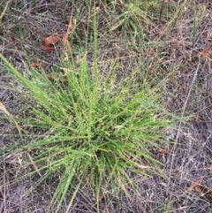 Panicum effusum (Hairy Panic Grass) at Hughes Garran Woodland - 19 Jan 2019 by ruthkerruish
