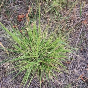 Panicum effusum at Hughes, ACT - 20 Jan 2019