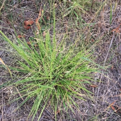 Panicum effusum (Hairy Panic Grass) at Hughes Garran Woodland - 19 Jan 2019 by ruthkerruish