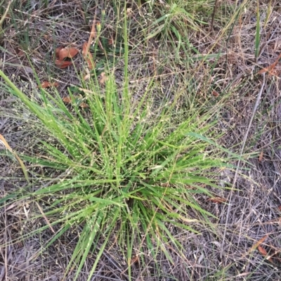 Panicum effusum (Hairy Panic Grass) at Hughes, ACT - 20 Jan 2019 by ruthkerruish