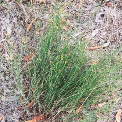 Tricoryne elatior (Yellow Rush Lily) at Garran, ACT - 19 Jan 2019 by ruthkerruish