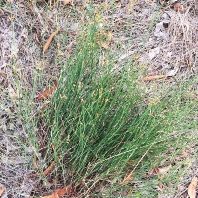 Tricoryne elatior (Yellow Rush Lily) at Garran, ACT - 20 Jan 2019 by ruthkerruish