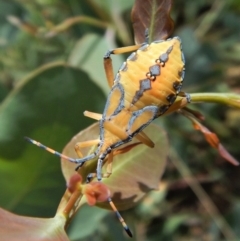 Amorbus sp. (genus) (Eucalyptus Tip bug) at Cook, ACT - 20 Jan 2019 by CathB