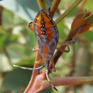 Amorbus sp. (genus) at Cook, ACT - 20 Jan 2019