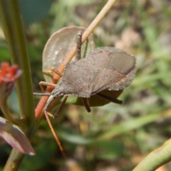 Amorbus sp. (genus) at Cook, ACT - 20 Jan 2019 11:06 AM