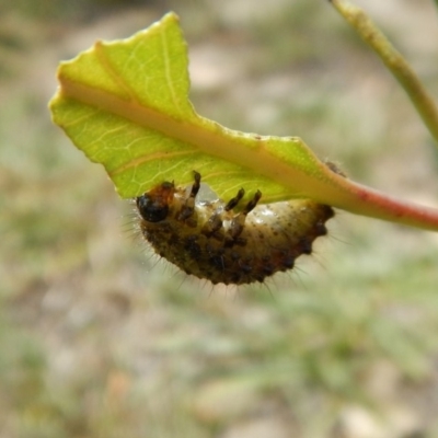 Paropsisterna beata (Blessed Leaf Beetle) at Mount Painter - 20 Jan 2019 by CathB