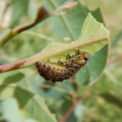 Paropsisterna beata at Cook, ACT - 20 Jan 2019 11:10 AM