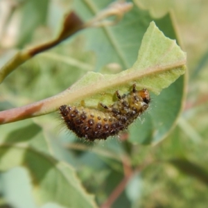 Paropsisterna beata at Cook, ACT - 20 Jan 2019 11:10 AM